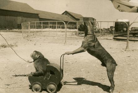 Dog pushing a monkey in a doll carriage