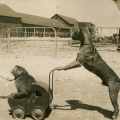 Dog pushing a monkey in a doll carriage