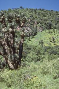 Yucca in shrublands west of Tuxpan