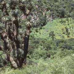Yucca in shrublands west of Tuxpan