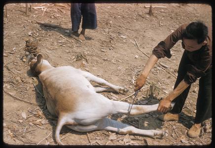 "Nyuj Dab" (Cow Spirit) ritual, image 07