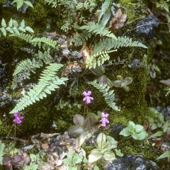 Pinguicula, an insectivorous plant, northwest of Julilo