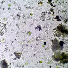 Macerated lichen