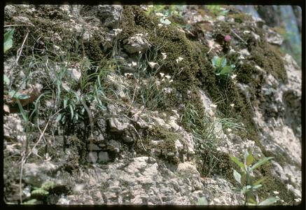 Exposed cliff plants, Wyalusing State Park