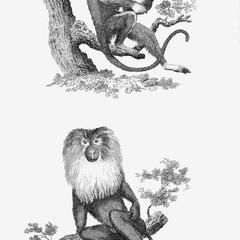 Hare-Lipped Monkey and Lion-Tailed Baboon