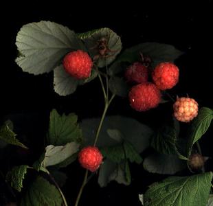 Aggregate fruit of red raspberry