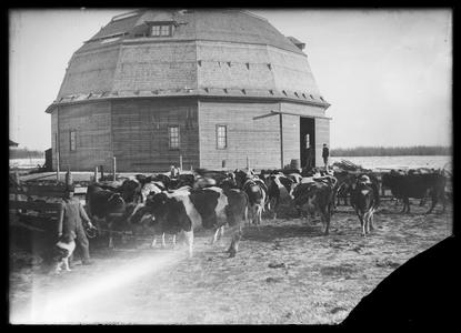 Round barn and dairy cattle