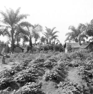 A Sweet Potato Field by the Kuba-Bushong Capital of Nsheng