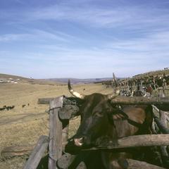Southern Africa : Agricultural Activities : counting cattle