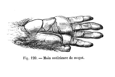 Main antérieure de magot