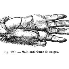 Main antérieure de magot