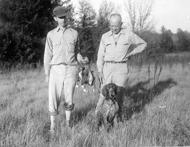 Woodcock hunting with Fred Greeley and dog, Gus, 1946