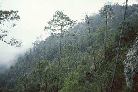 Cerro Las Capillas with Pinus hartwegii