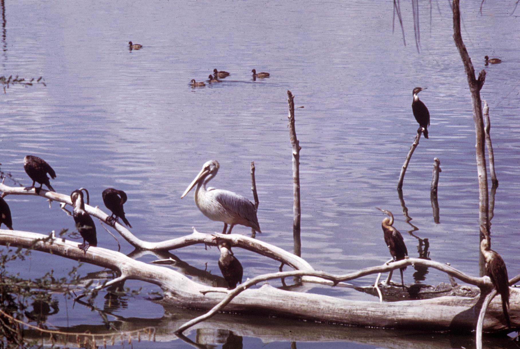 Pelicans, Anhingas, and Cormorants
