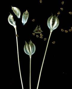 Capsules of Tulip