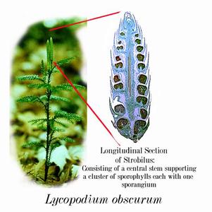 Strobilus of Lycopodium obscurum