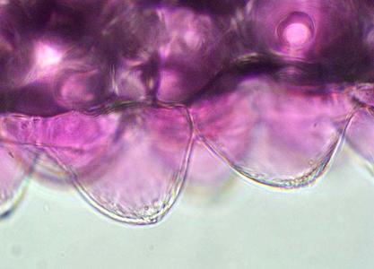 Primrose petal cells colored by water soluble anthocyanin pigment in the vacuole