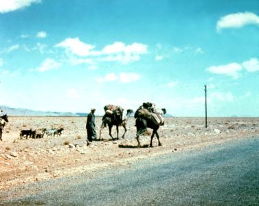 Camels Going East from Erfud on Road to Taouz