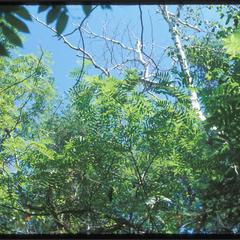 Sorbus americana, Devil's Island, Apostle Islands National Lakeshore, State Natural Area