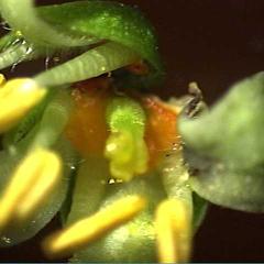 Dissected male flower with undeveloped pistil of Rhus glabra