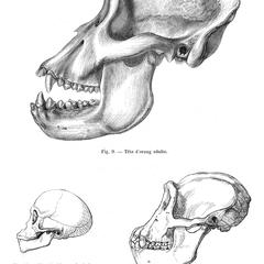Fig. 9--Tête d'orang adulte; Fig. 10--Tête de chimpanzé trés-jeune; Fig. 11--Tête de chimpanzé adulte