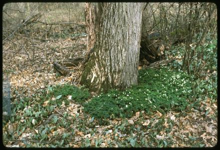 View of Isopyrum biternatum in Gallistel Woods, University of Wisconsin Arboretum