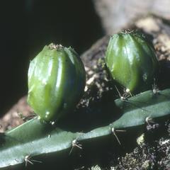 Cactus, epiphyte on Ilex brandegeana