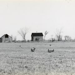 Prairie chickens on booming ground