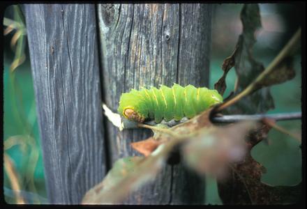 Polyphemus moth caterpillar with oak leaves