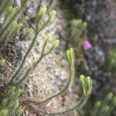 Growth form of Lycopodium reflexum clubmosses, east of Nahuala