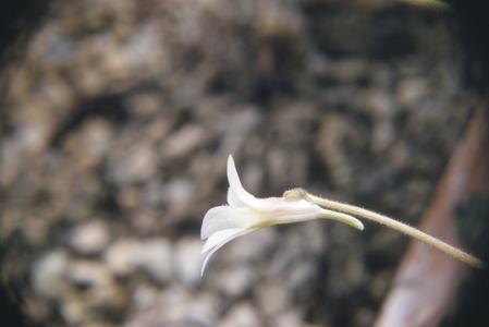 Flower of a species of Pinguicula, collected at Cerro San Felipe