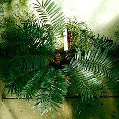Female plant of Zamia