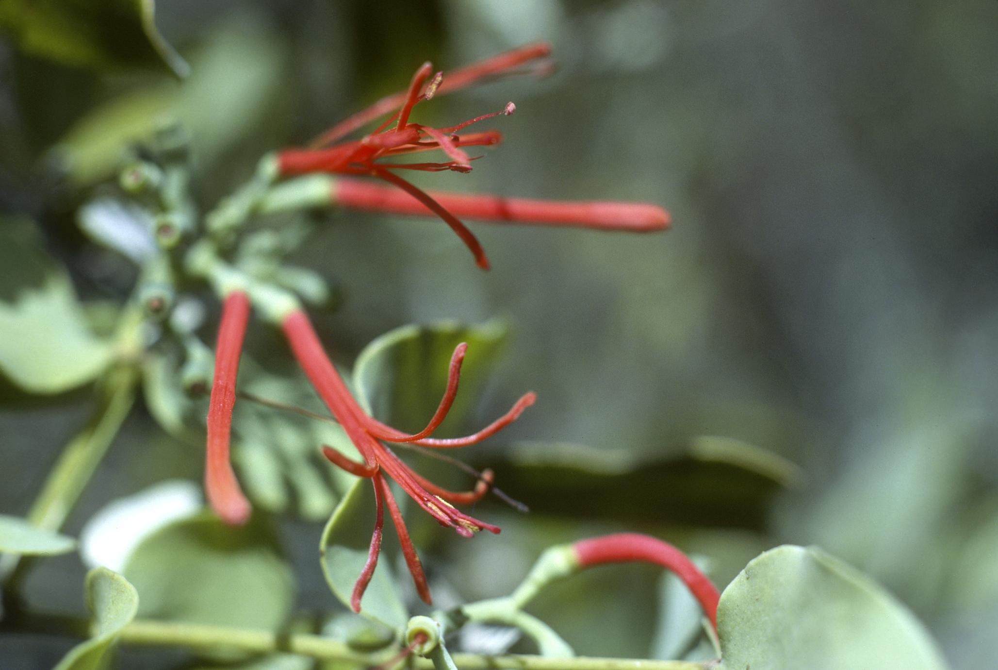 Flowers of a Loranthaceae species, a mistletoe relative, west of Recinto Suave