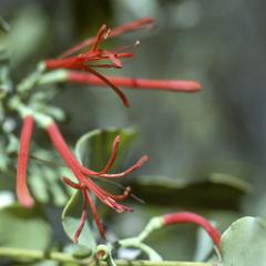 Flowers of a Loranthaceae species, a mistletoe relative, west of Recinto Suave