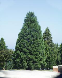 Vigerous young tree of Sequoiadendron giganteum