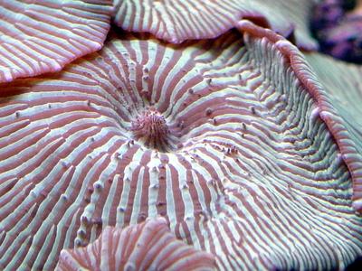 Pancake anemone macerated tissue with Zooxanthellae