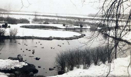 Arboretum duck pond