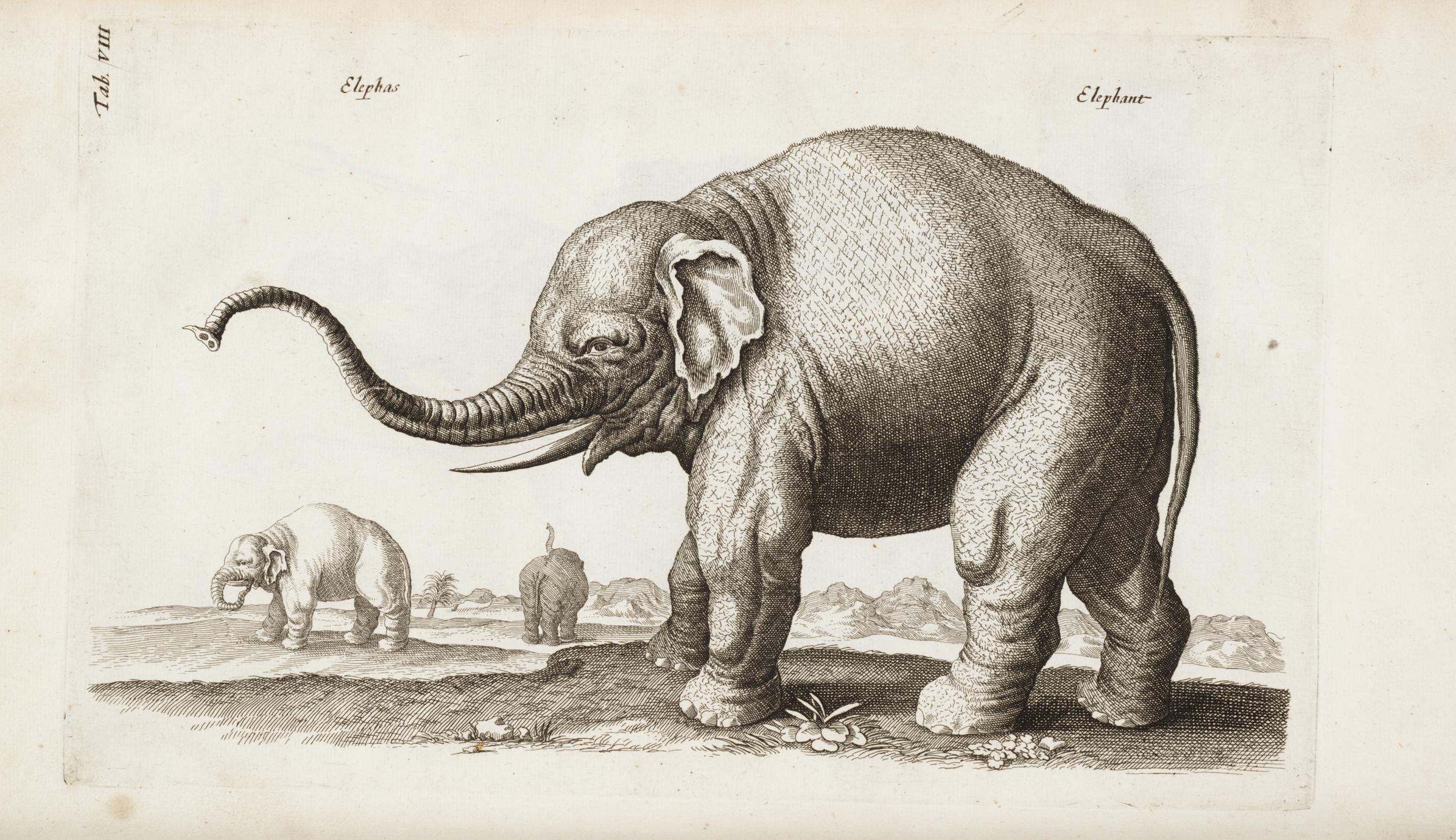 A description of the nature of four-footed beasts : with their figures ...