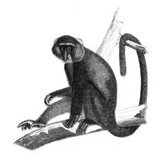 Guenon monoïde