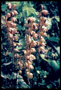 Coral root in bloom
