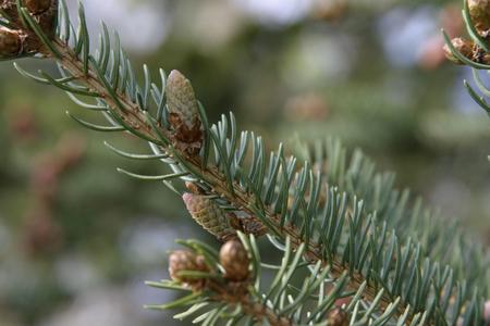Branch with newly emergent ovulate cones of white spruce