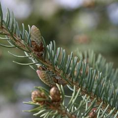 Branch with newly emergent ovulate cones of white spruce