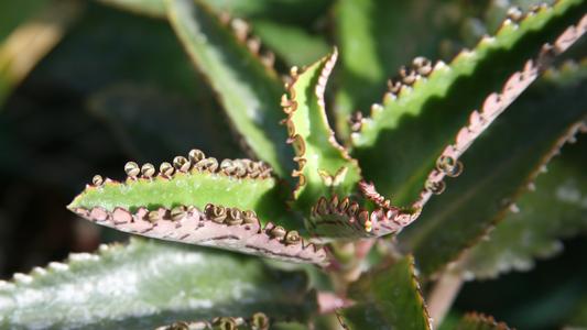 Detail of plantlets growing from the margins of Bryophyllum