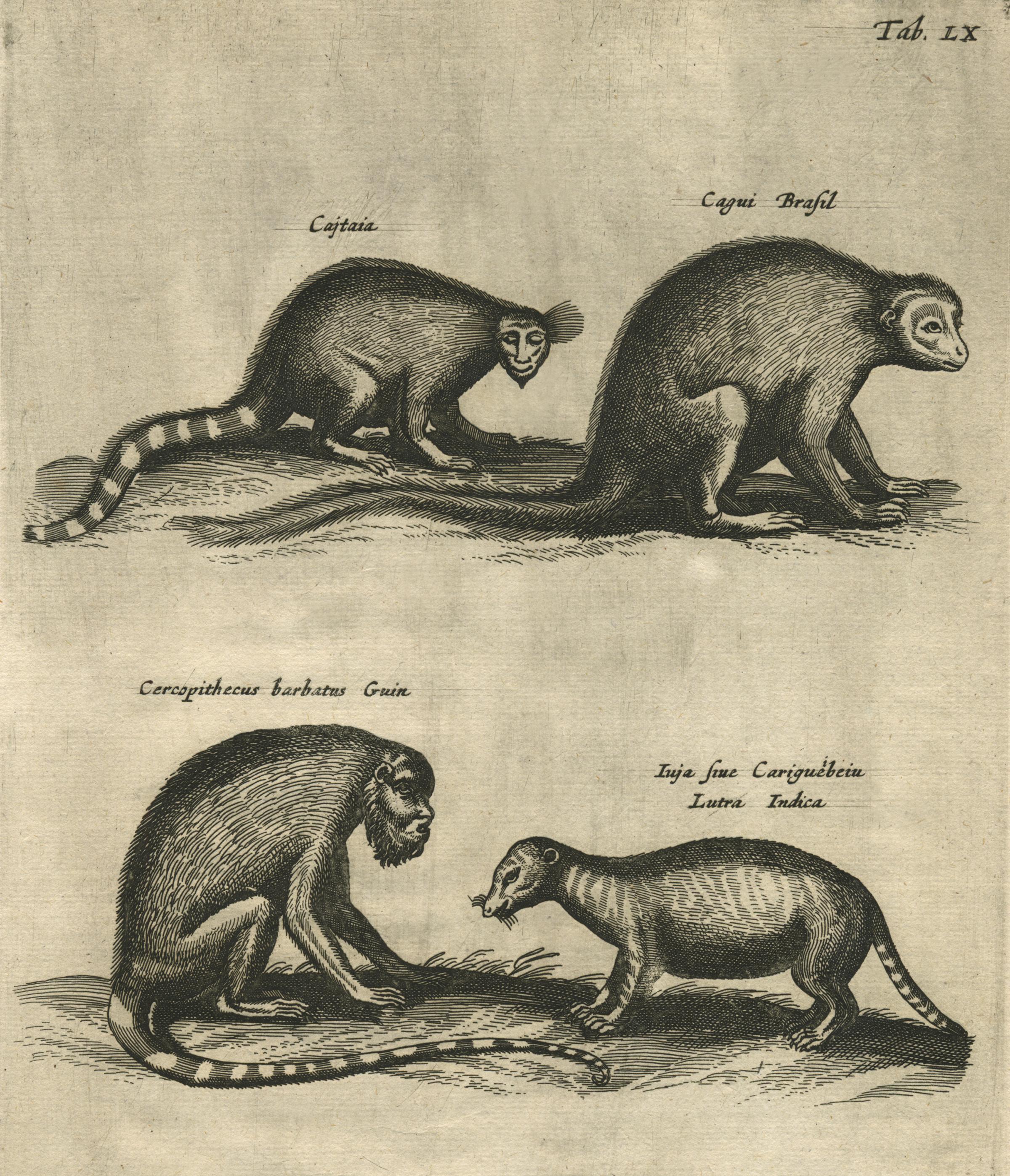 May'n ライブパンフレット8冊 New World Monkeys Print - UWDC - UW-Madison Libraries