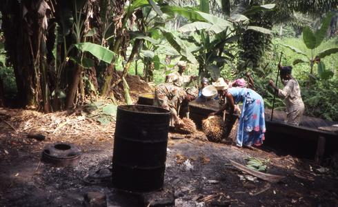 Harvesting palm for palm oil