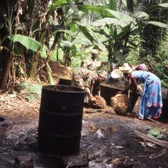 Harvesting palm for palm oil