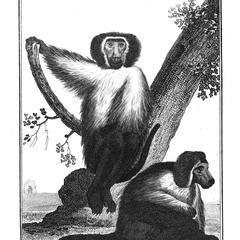 Singe de Moco (Monkey from Moco)