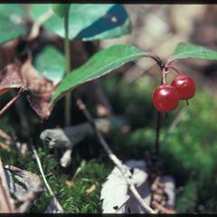Gaultheria procumbens, north of Ashland