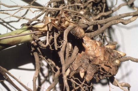Zea diploperennis roots