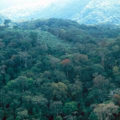 Dense Equatorial Forest near Mounana